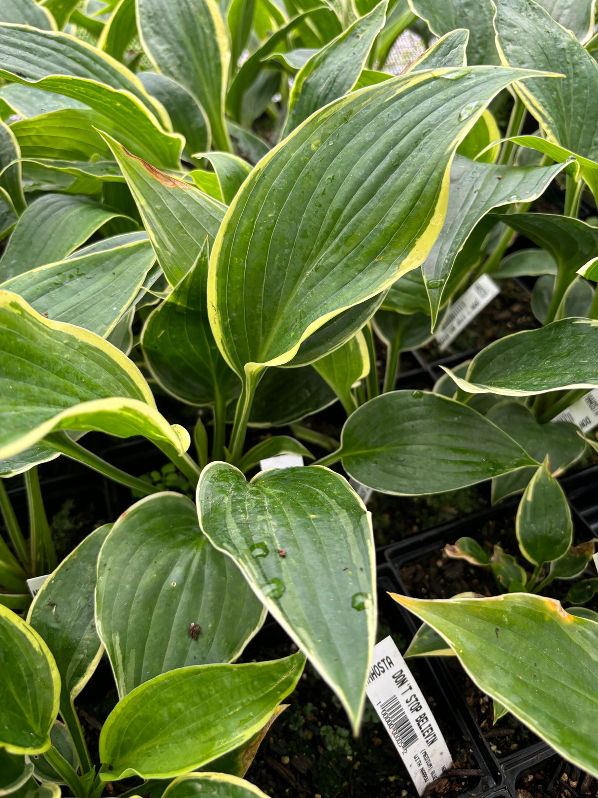 Don't Stop Believin Hosta