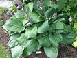 Dragon Fire Hosta