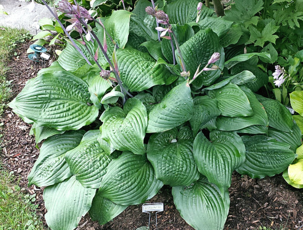 Dragon Fire Hosta