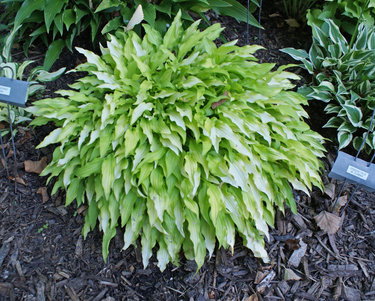 Dragon Tails Hosta
