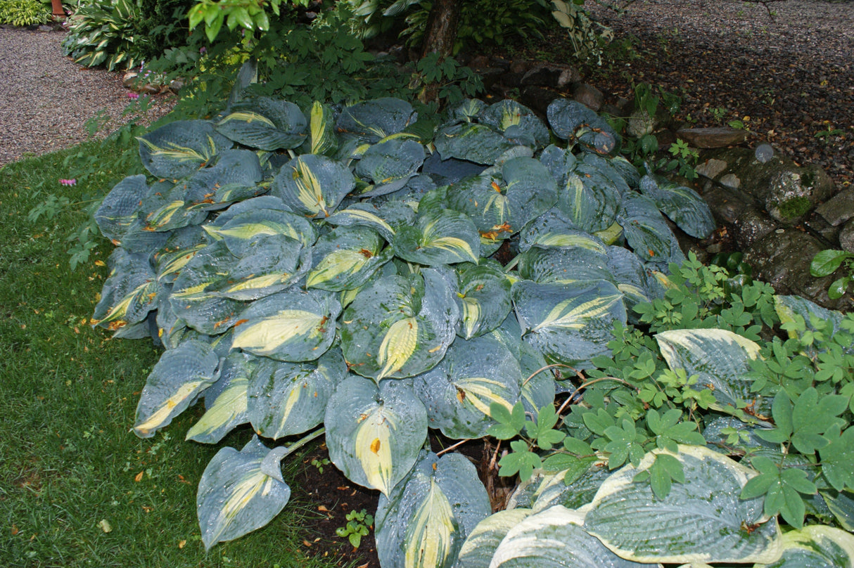 Dream Queen Hosta