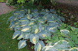 Dream Queen Hosta