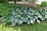 Dream Queen Hosta