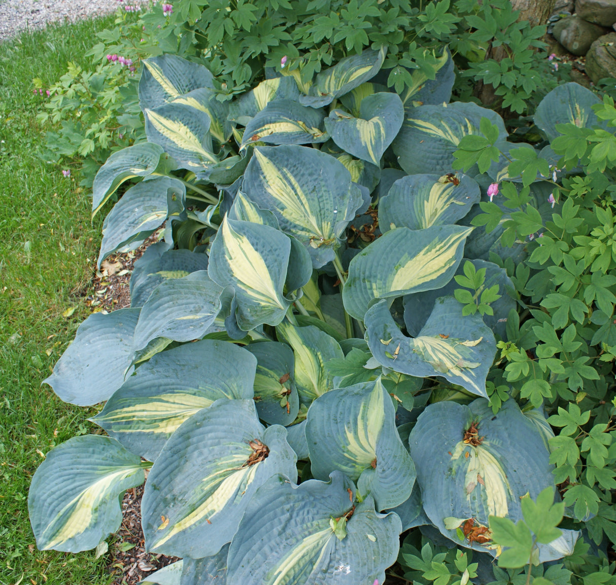 Dream Queen Hosta