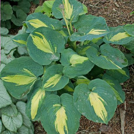 Dream Weaver Hosta