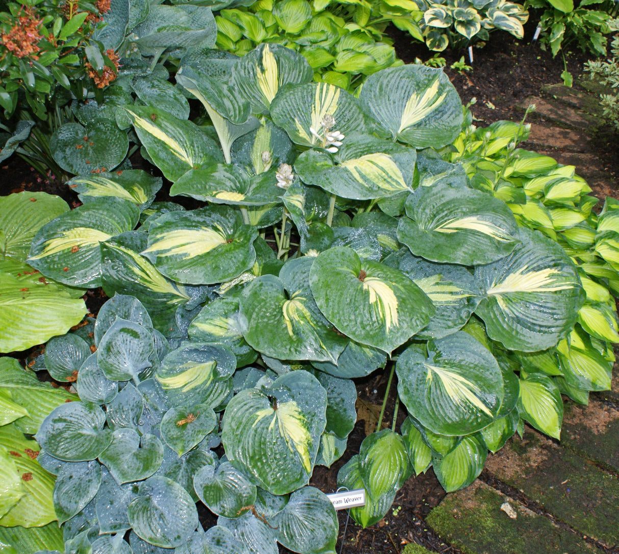 Dream Weaver Hosta