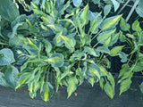 Dressed to Kill Hosta Courtesy of The Hosta Library