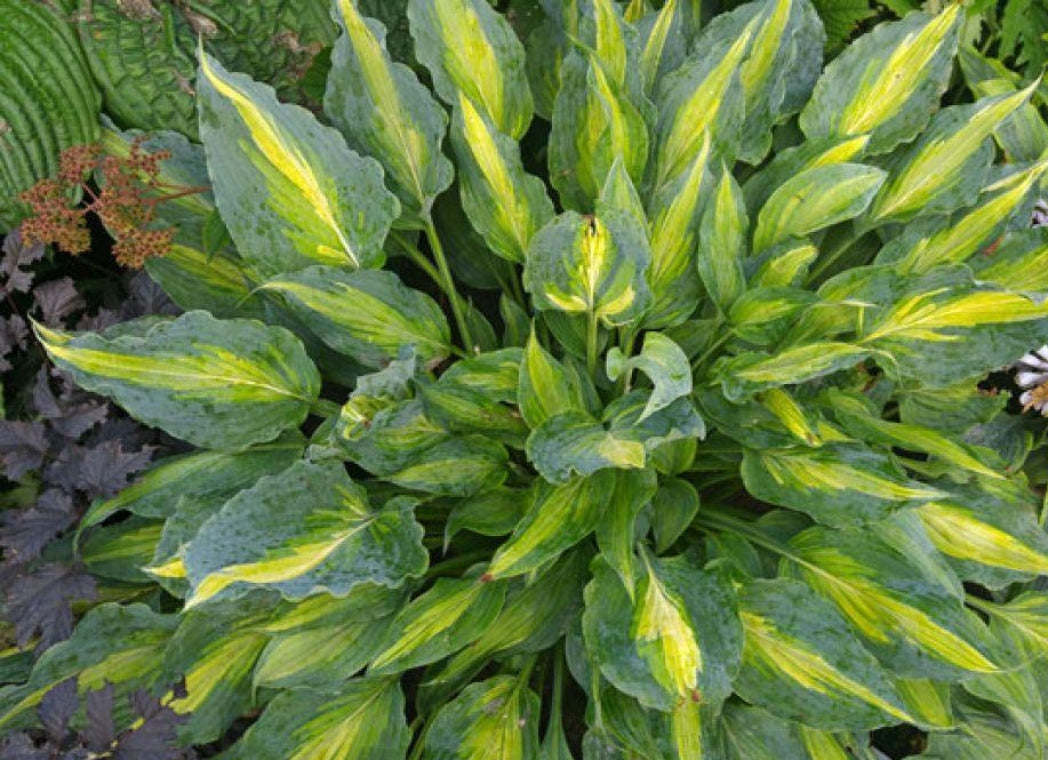 Dressed to Kill Hosta Courtesy of The Hosta Library