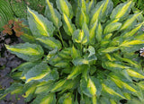 Dressed to Kill Hosta Courtesy of The Hosta Library