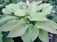 Early Times Hosta Courtesy of The Hosta Library