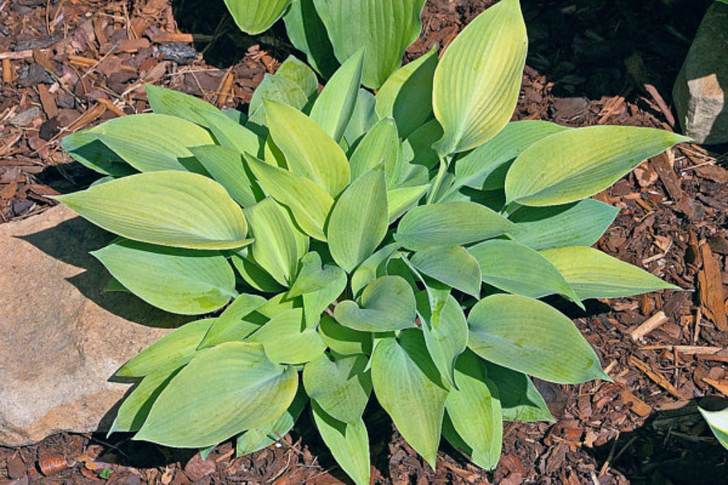 Early Times Hosta Courtesy of The Hosta Library