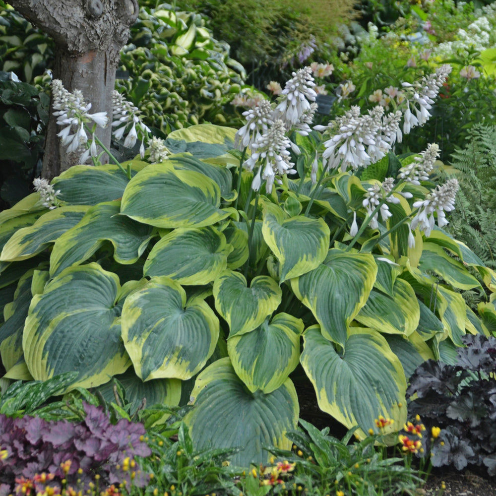 Buy Hostas With White or Cream Margins From NH Hostas