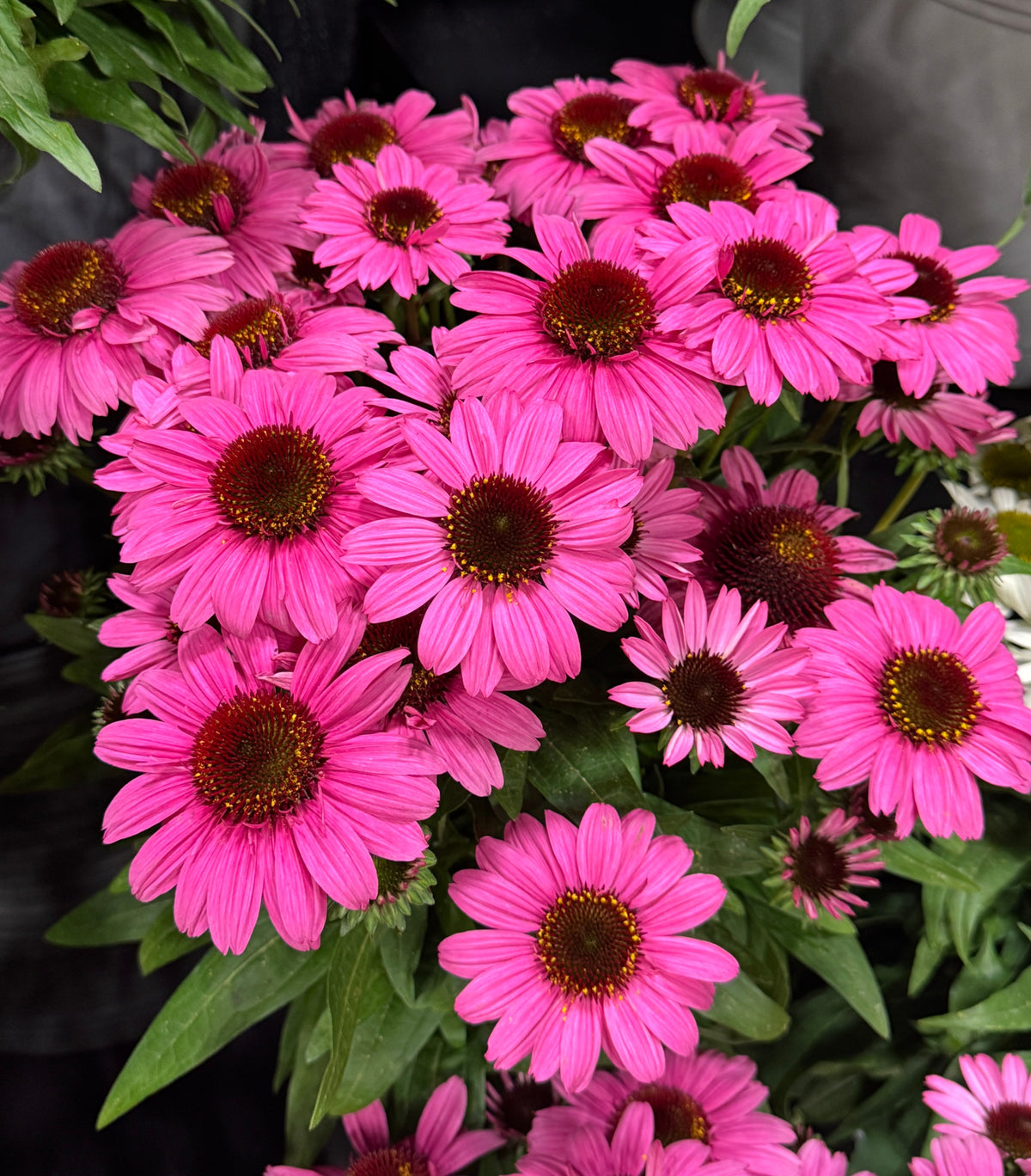 Echinacea 'Sunmagic Vintage Hot Pink' Courtesy of Growing Clors