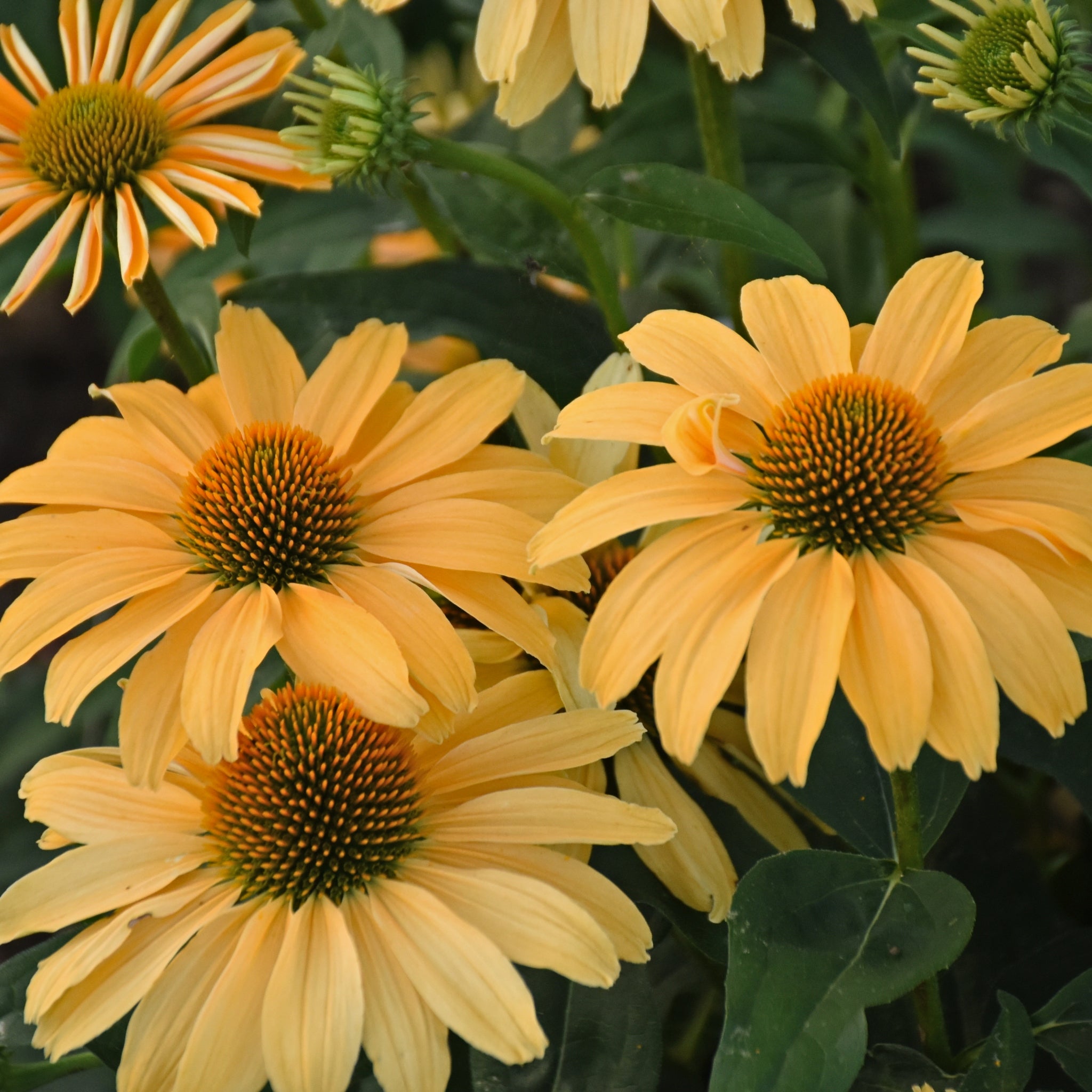 Echinacea 'One in a Melon' PP35153 - 65mm Elle Plug (NEW For 2024