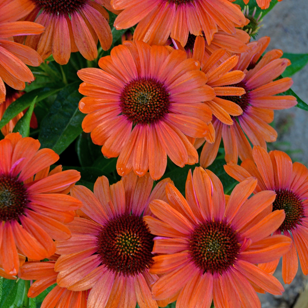 Echinacea 'Orange You Awesome' PP32105 (NEW For 2023!)