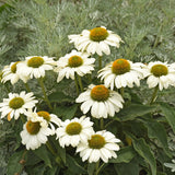 Echinacea 'The Price is White' PP33631