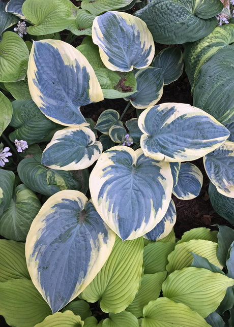 Eclipse of the Heart Hosta