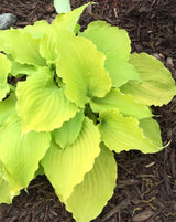 Effervescence Hosta