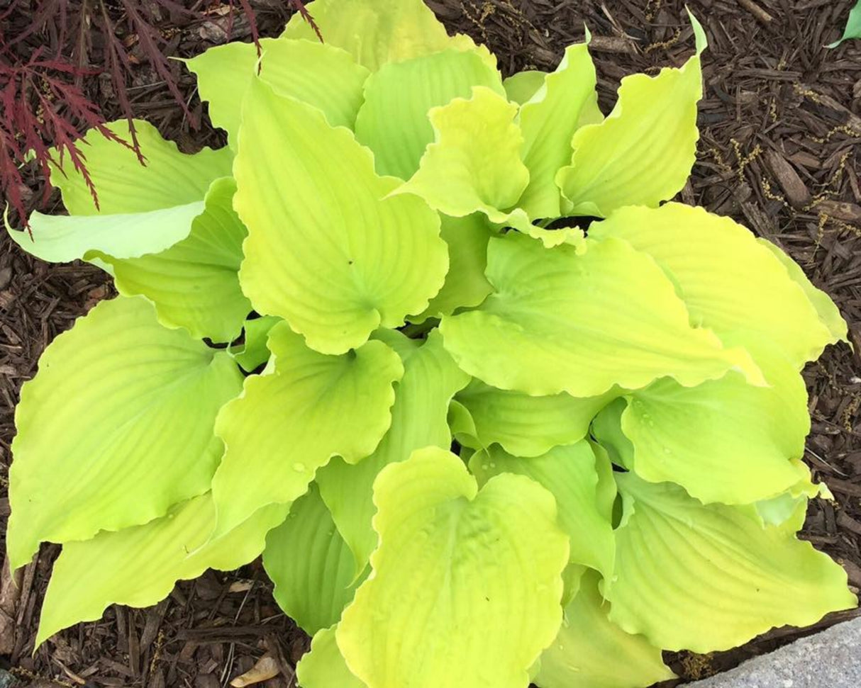 Effervescence Hosta