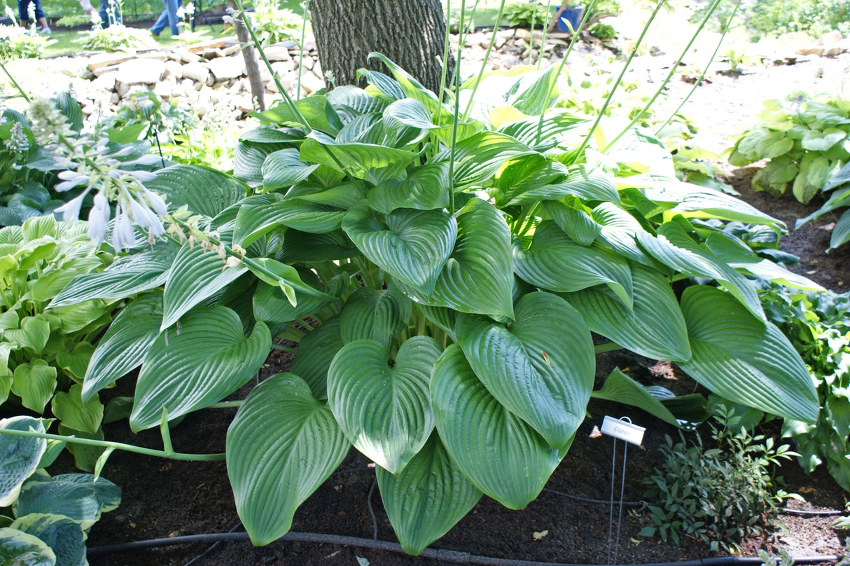 Elatior Hosta