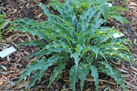 Electric Eve Hosta