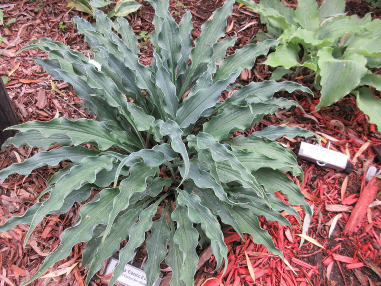 Electric Eve Hosta