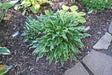 Electrocution Hosta