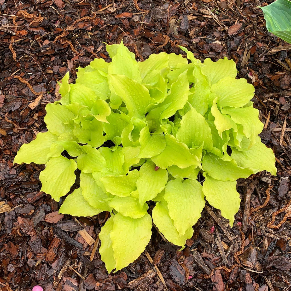 Elfin Princess Hosta