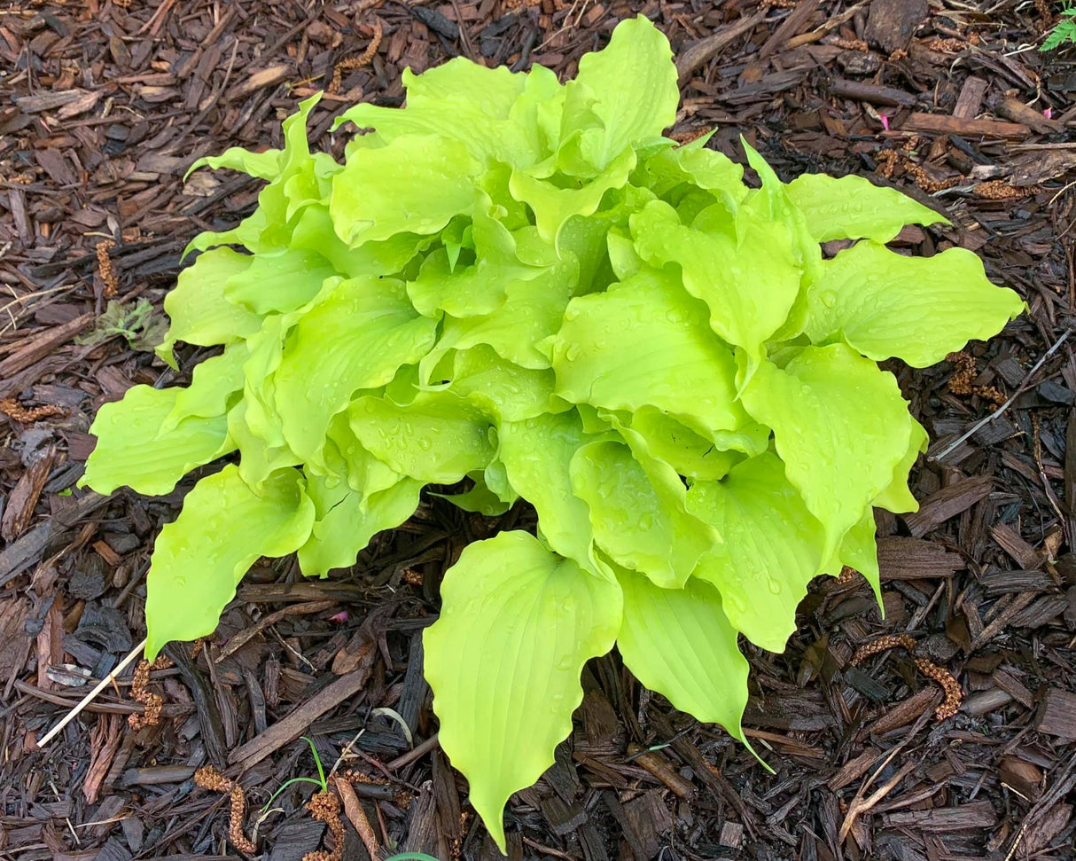 Elfin Princess Hosta