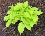 Elfin Princess Hosta