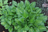 Emerald Necklace Hosta - 4.5 Inch Container