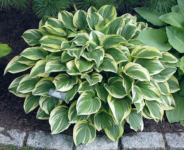 Emily Dickinson Hosta