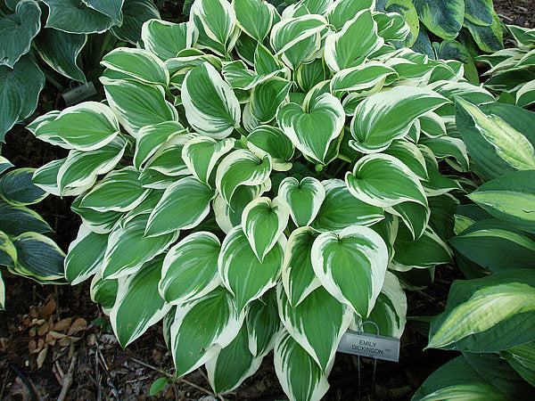 Emily Dickinson Hosta