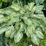 Emperor's New Clothes PP34312 Hosta