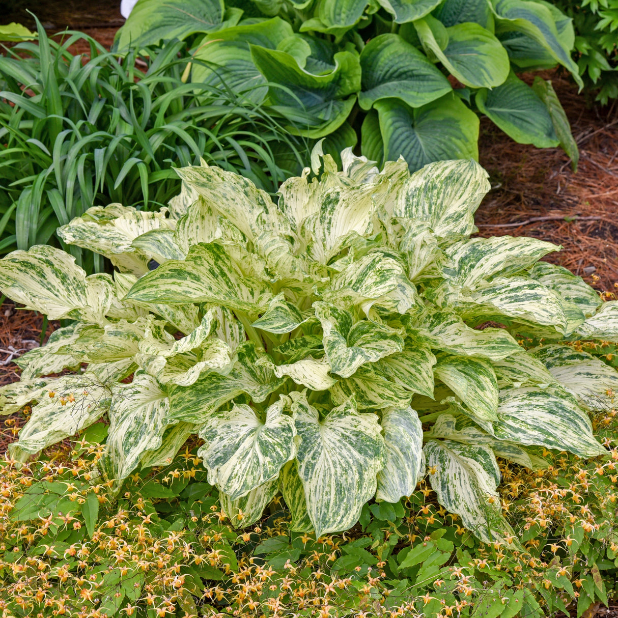 Emperor's New Clothes PP34312 Hosta