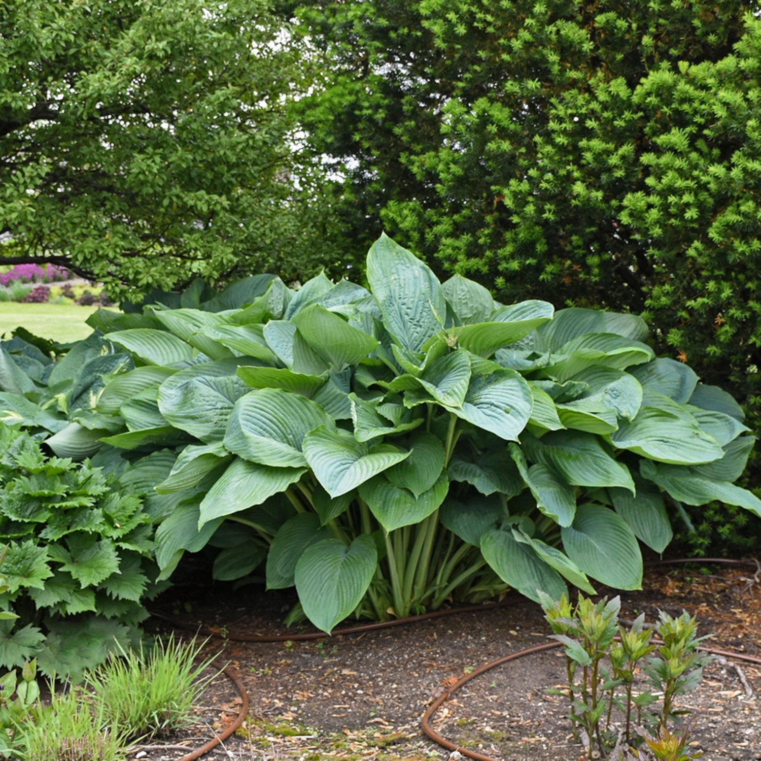 Buy Giant Hostas - Add Giant Hosta Cultivars - Big Hosta Plants Make An ...