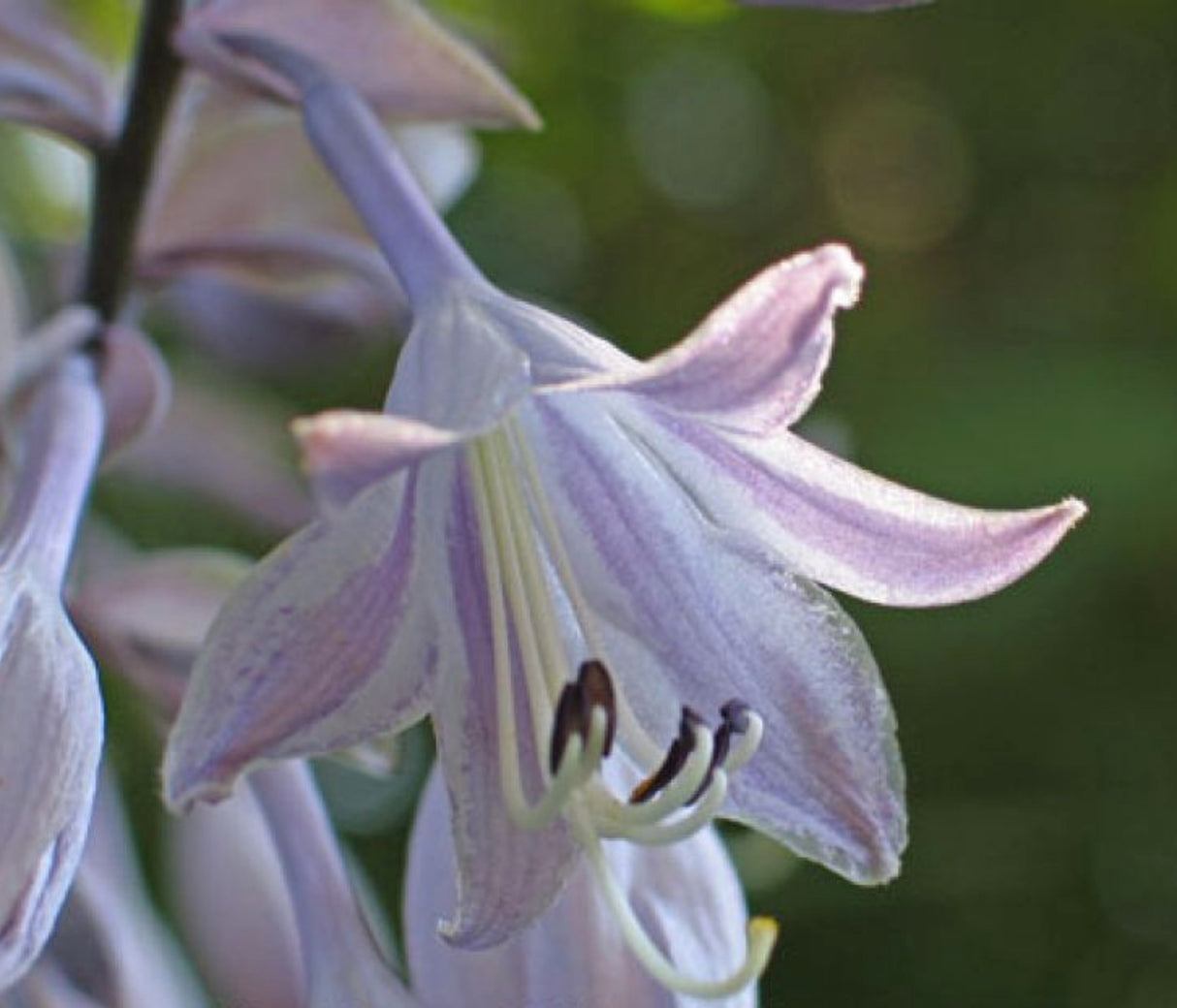 Endless Gift Hosta