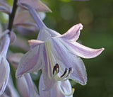 Endless Gift Hosta