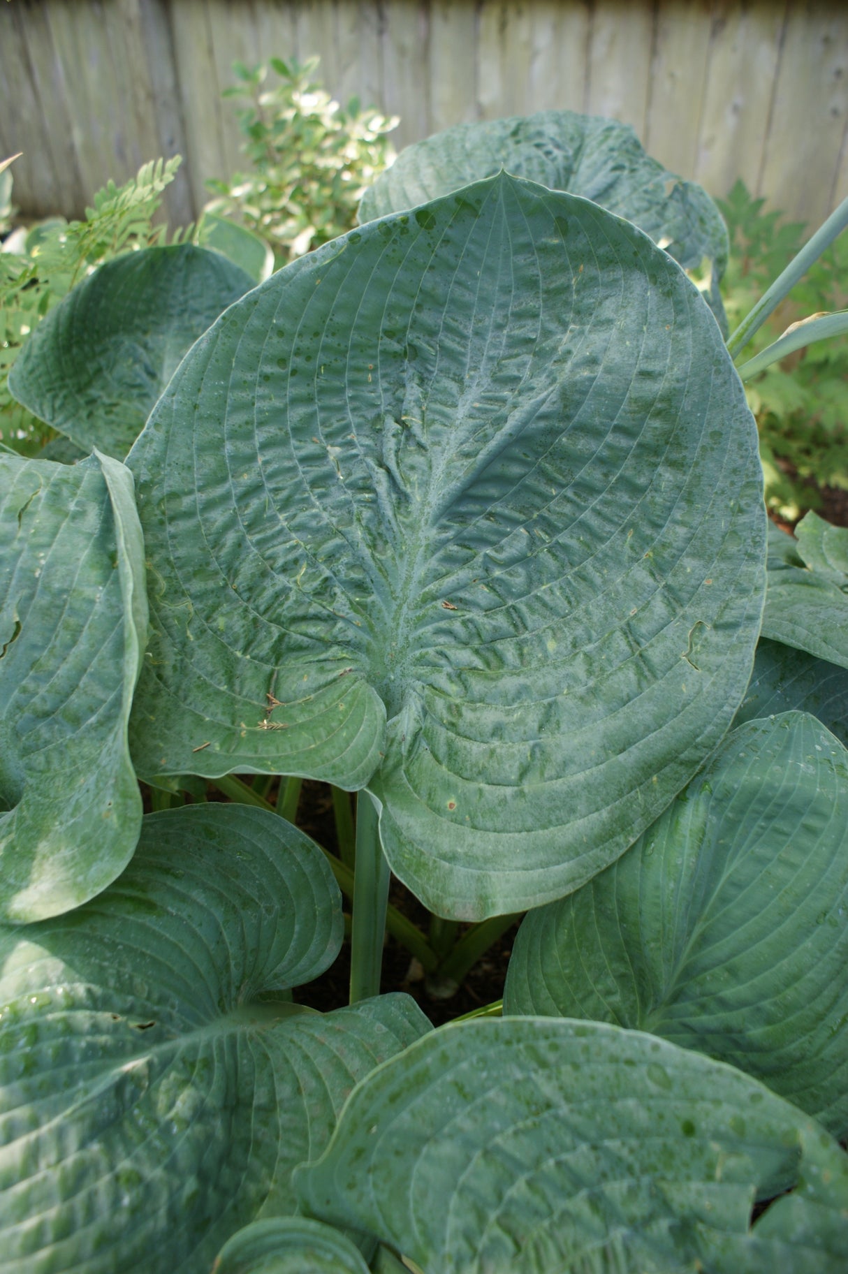 Eola Sapphire Hosta