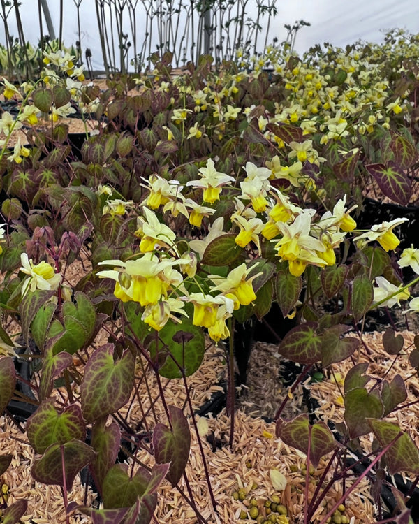 Epimedium x versicolor 'Sulphureum'
