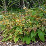 Epimedium 'Amber Queen' PP17197