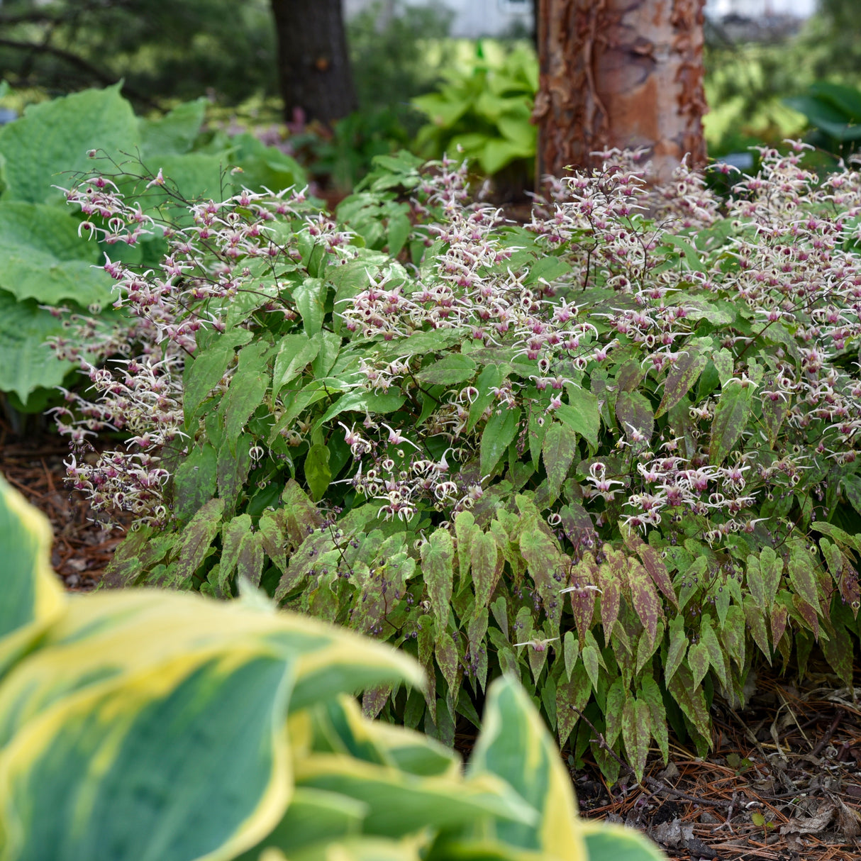 Epimedium 'Domino'