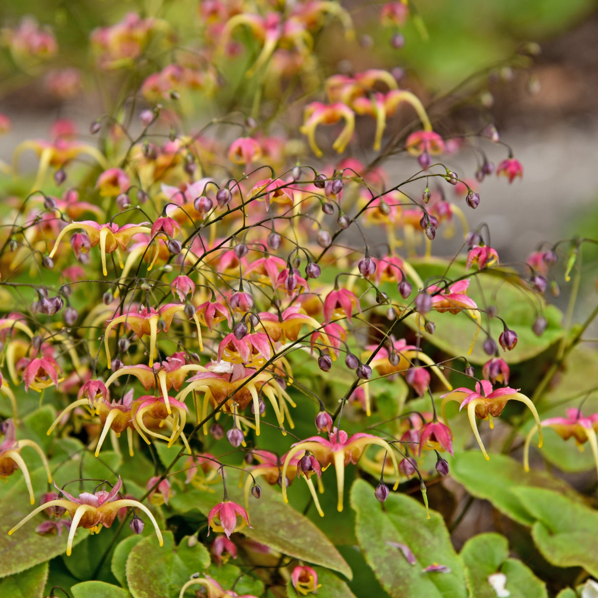 Epimedium 'Dream Catcher' PPAF