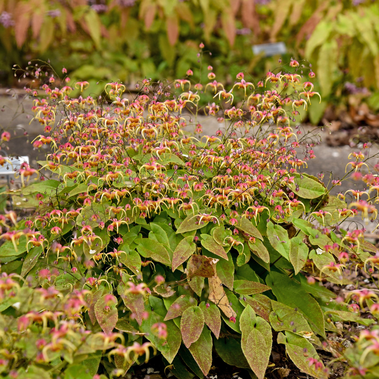 Epimedium 'Dream Catcher' PPAF