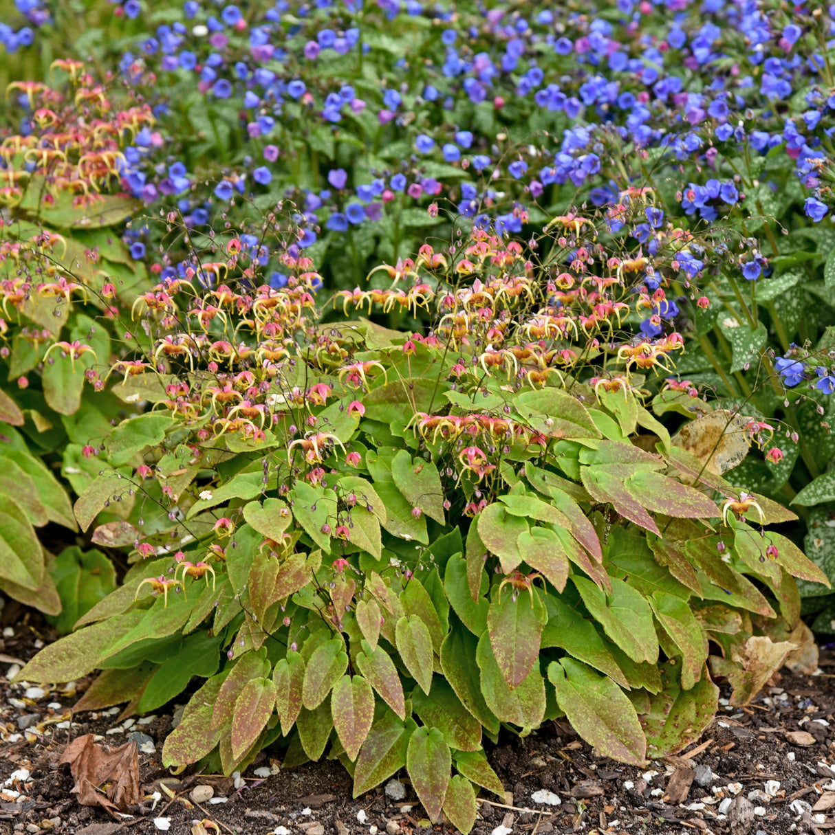 Epimedium 'Dream Catcher' PPAF