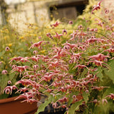 Epimedium 'Hugs and Kisses'