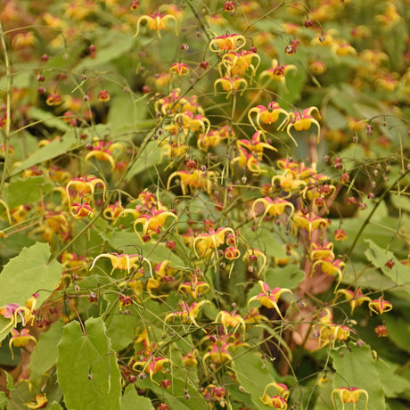 Epimedium 'Jester's Hat' PPAF