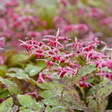 Epimedium x 'Pink Champagne'