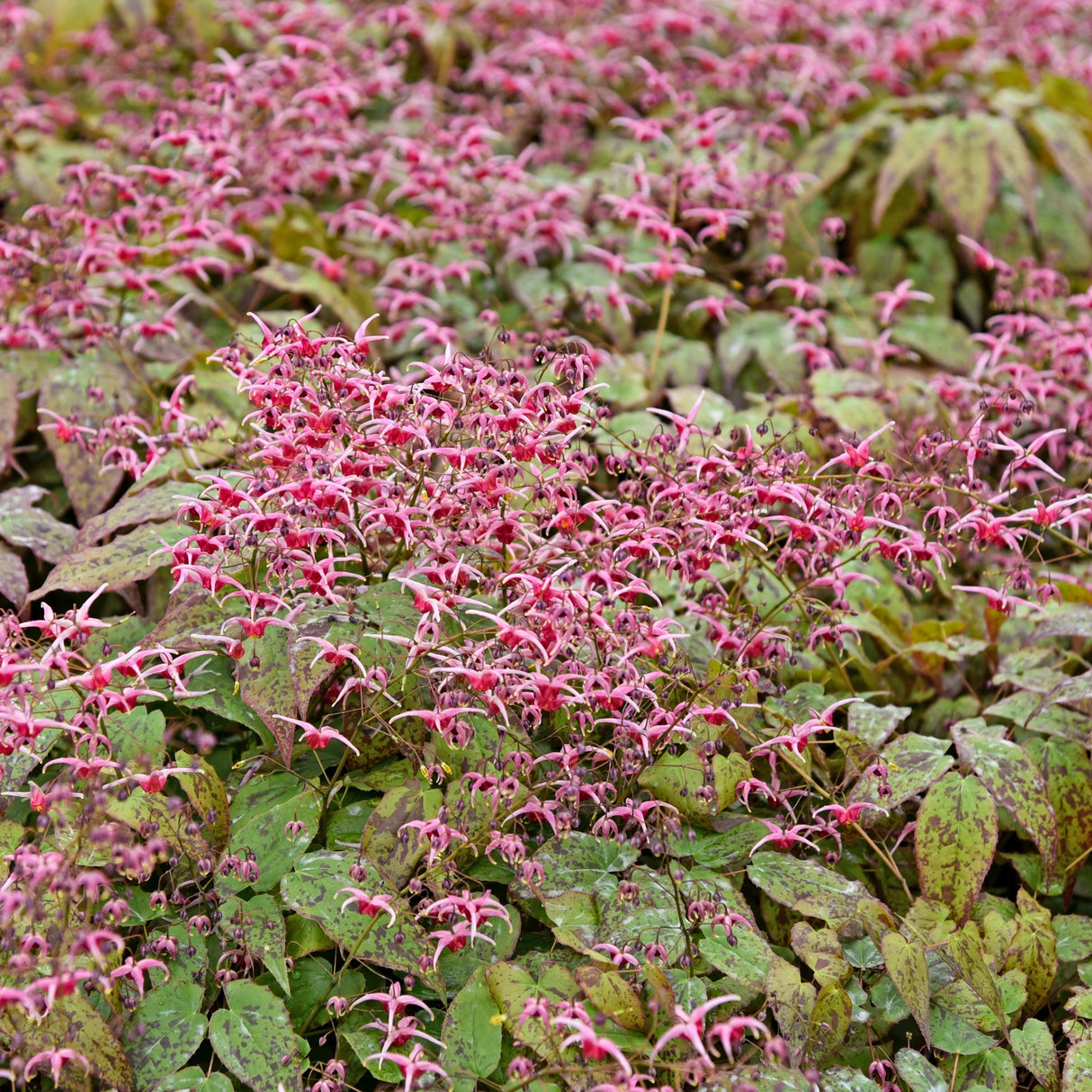 Epimedium x 'Pink Champagne'