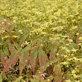 Epimedium 'Woodland Elf'
